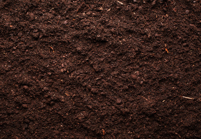 To Restore Our Soils, Feed the Microbes