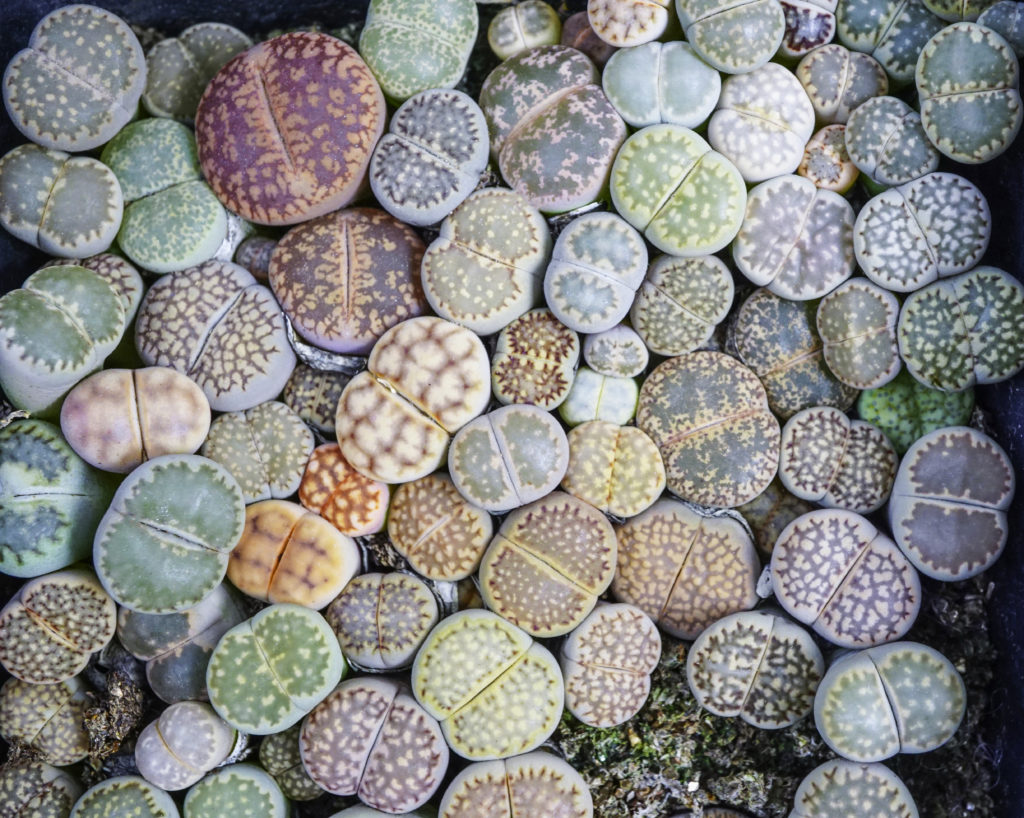 lithops cactus