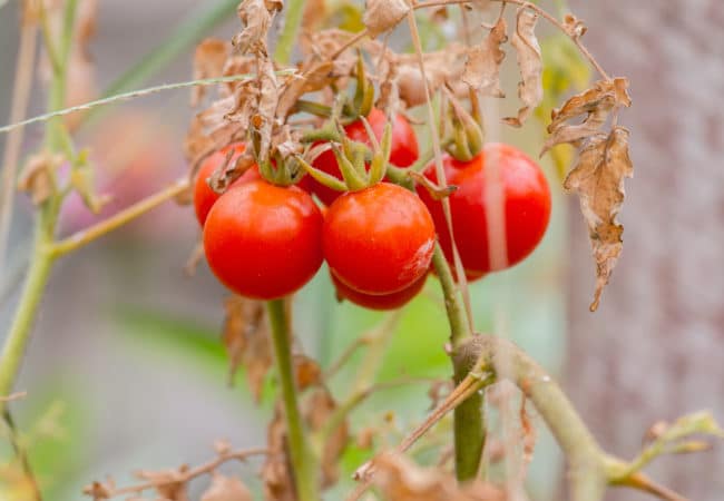 Modern tomatoes are very different from their wild ancestors – and we found missing links in their evolution
