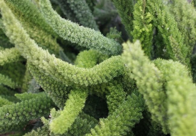 How to Grow and Care for a Foxtail Fern