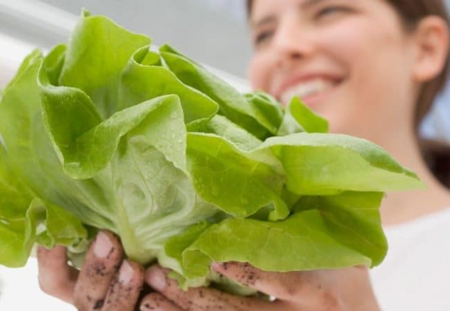How To Grow Lettuce Indoors