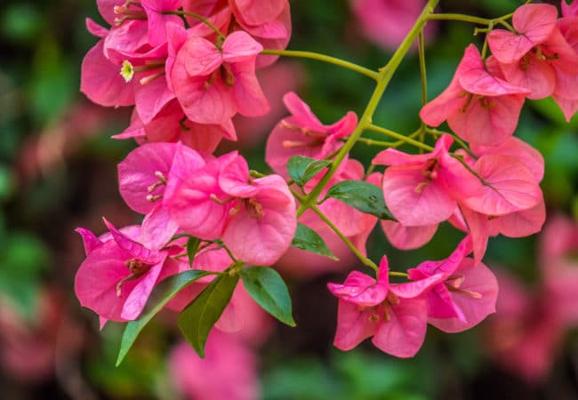 Bougainvillea: Growing and Care Tips