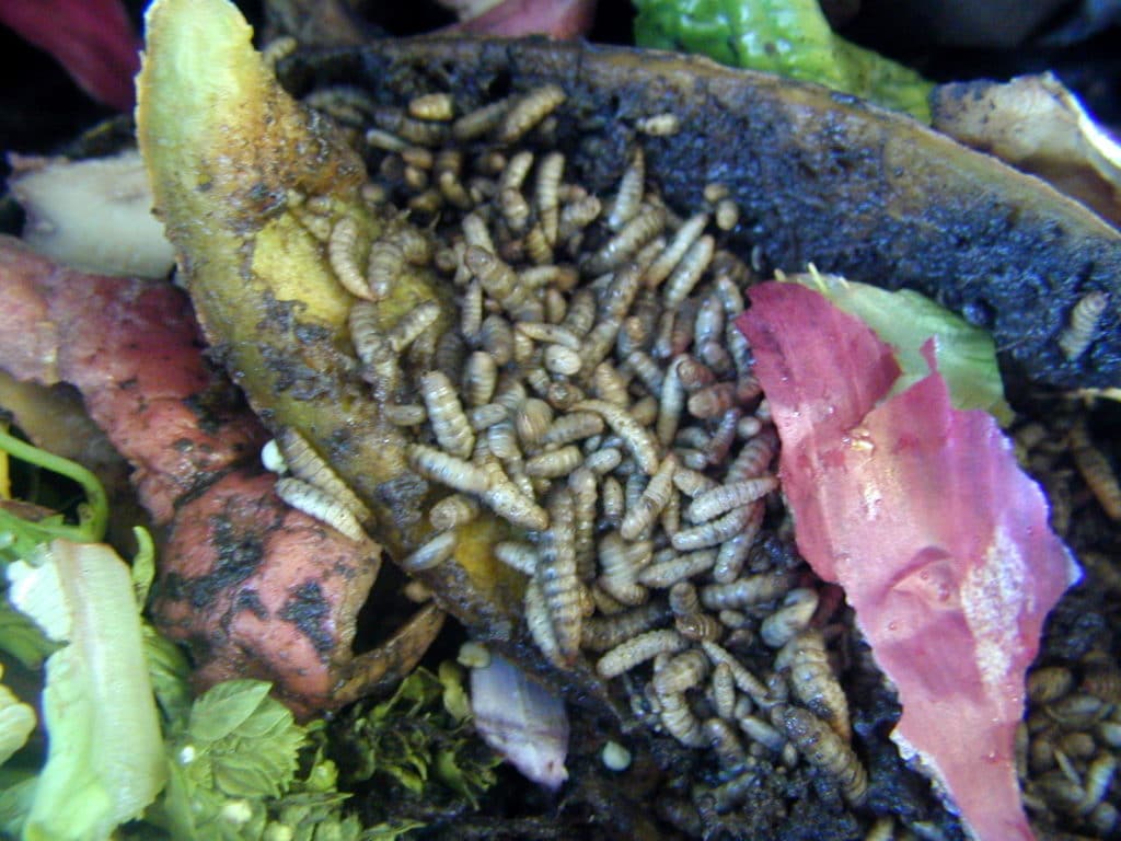 maggots in compost