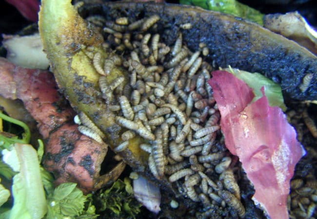 Maggots: Helpful (and yucky) in Your Compost and Bin