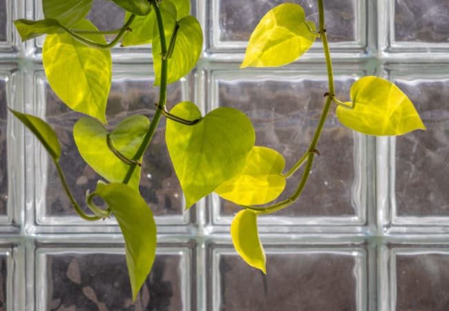 Neon Pothos: Easy to Grow, Eye-catching Plants That Dress Up Any Home