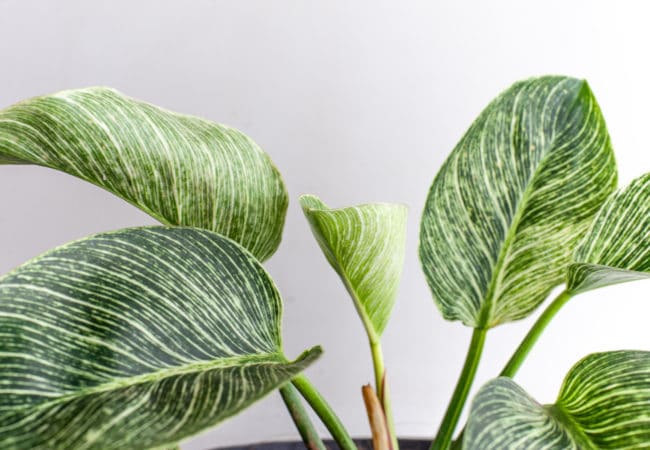How to Propagate Philodendron Birkin