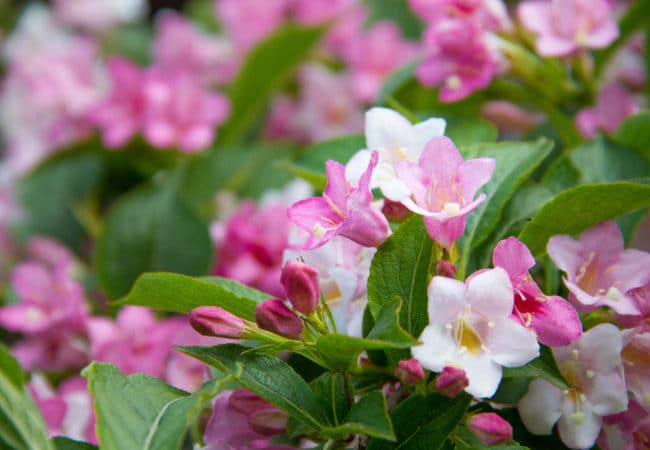The Pink Jasmine Vine – A Versatile Plant