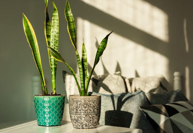 How to Care for Sansevieria (Snake Plant) at Home