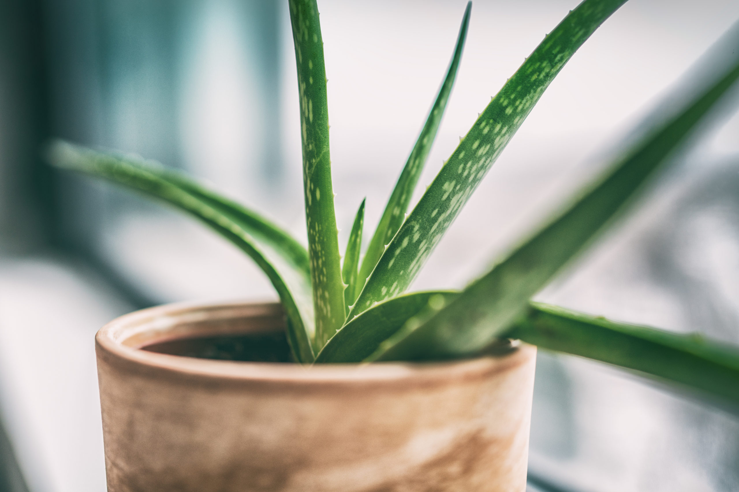 The Top Four Reasons Your Aloe Plant is Drooping and What to Do About It