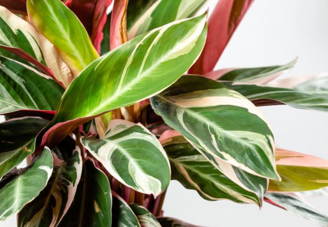 Calathea Triostar Care Guide: How to Support Plant Growth