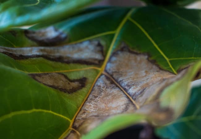 Fiddle Leaf Fig Brown Spots on Leaves: What They Mean and How To Cure Them