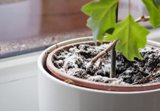 Understanding and Treating Mold on Houseplant Soil