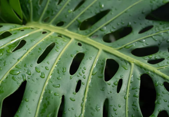 How to Keep Your Monstera Plant from Turning Brown: Tips for Optimal Growth