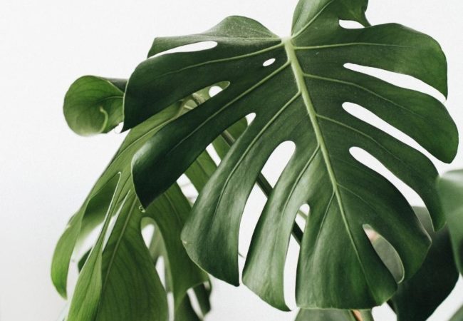 Why is My Monstera Plant Drooping?