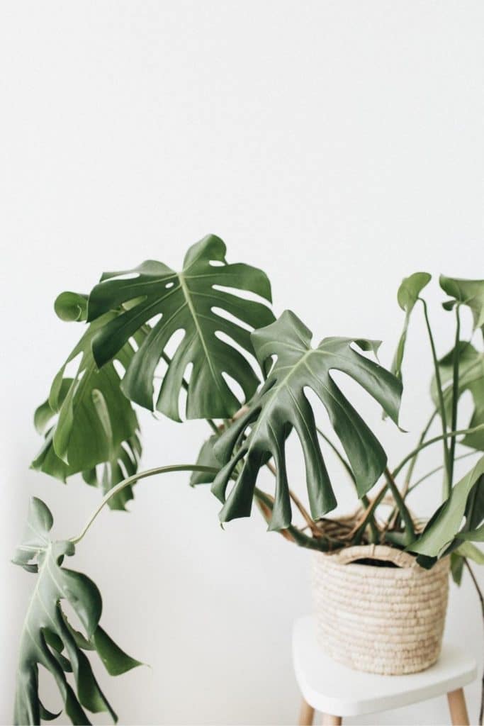 Monstera plant drooping