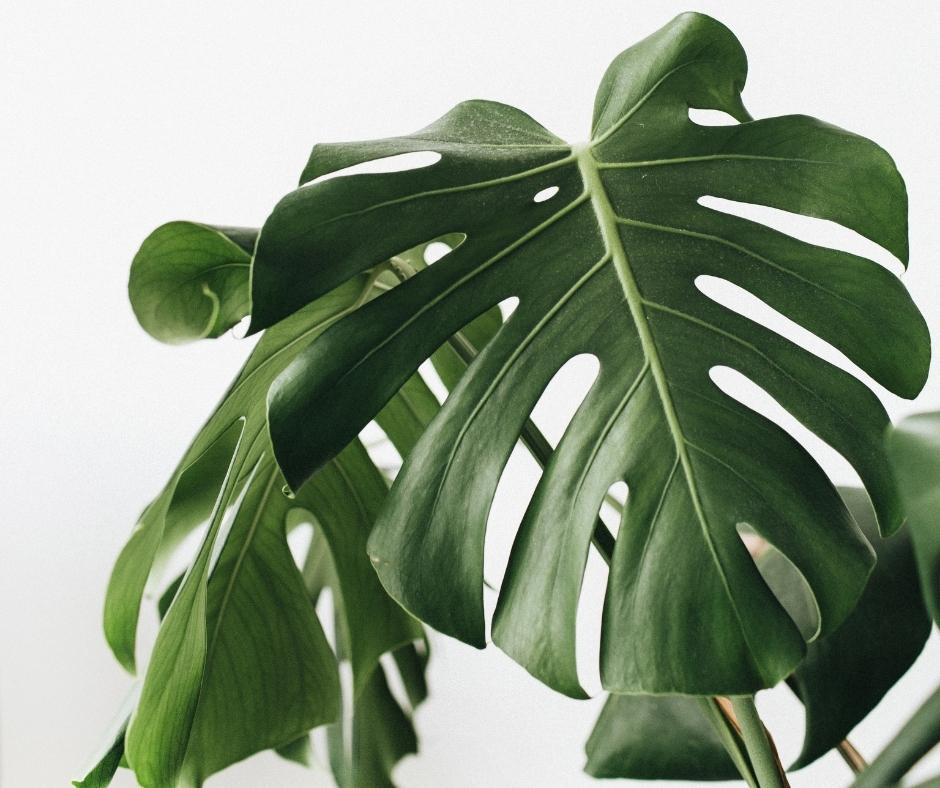 how to propagate monstera