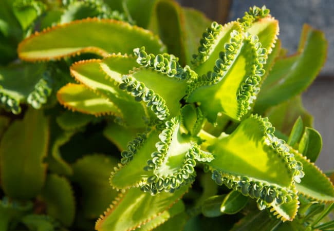Mother of Thousands: A Unique Succulent with Tiny Plantlets