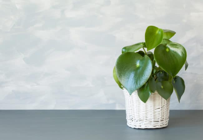 The Ultimate Guide to Growing Peperomia Indoor Plants