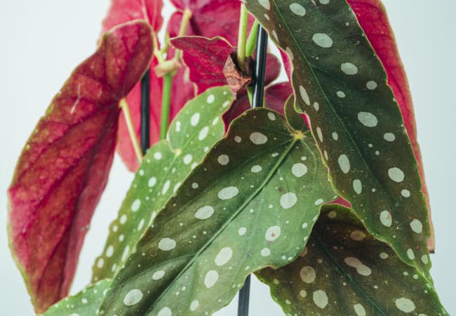Polka Dot Begonia Care: A Guide to the Begonia Maculata