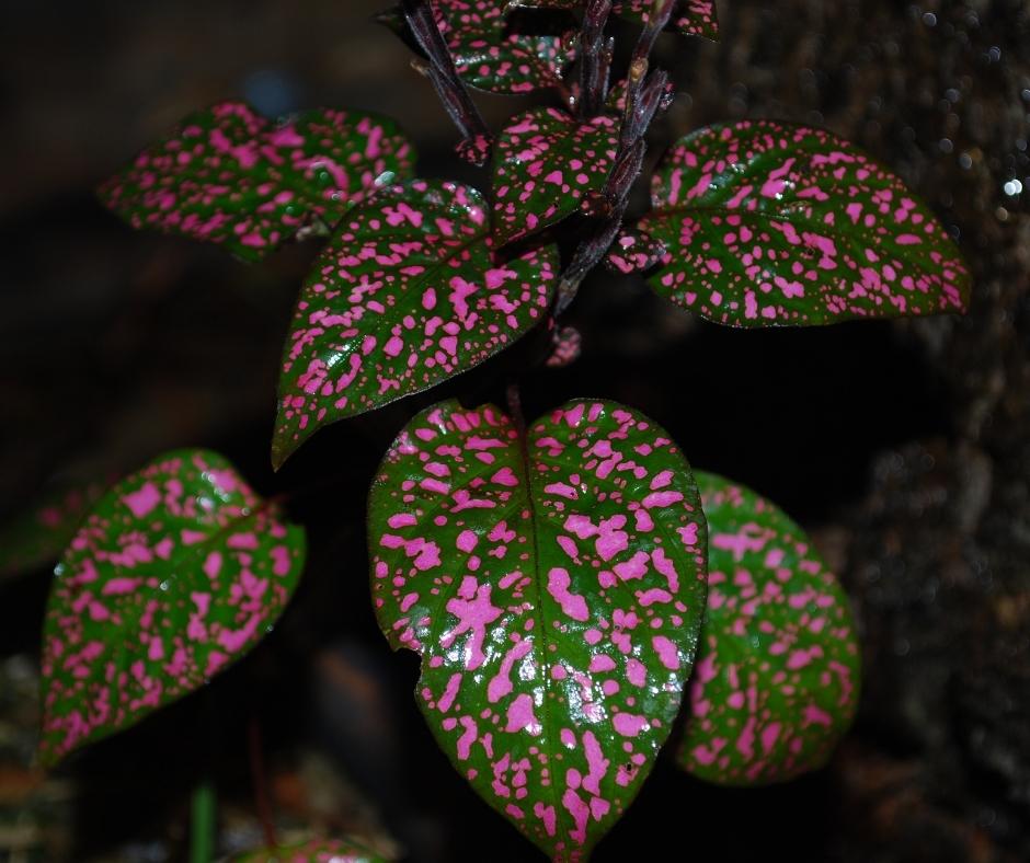 polka dot plant