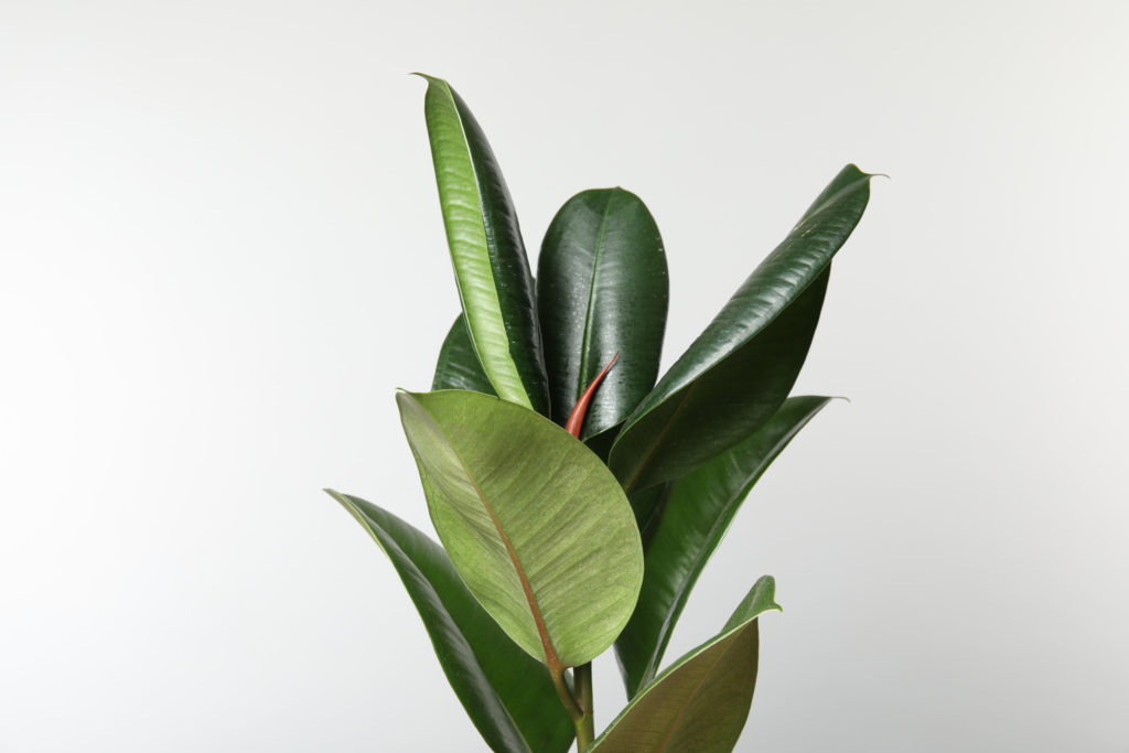 rubber plant leaves