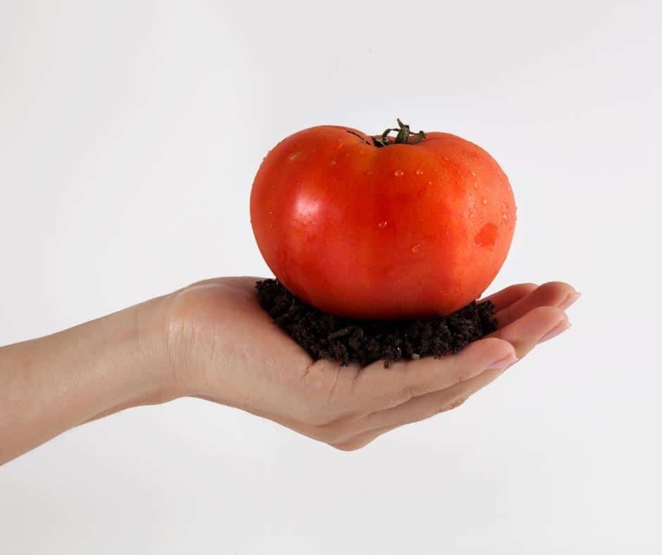 hand holding tomato and soil
