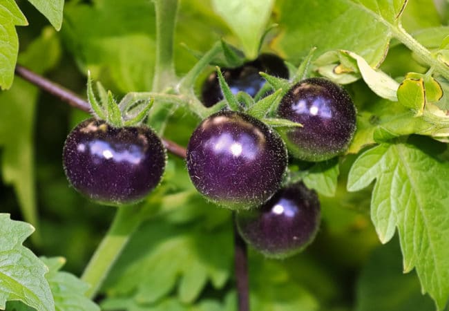 21+ Delicious Purple Tomato Varieties to Try