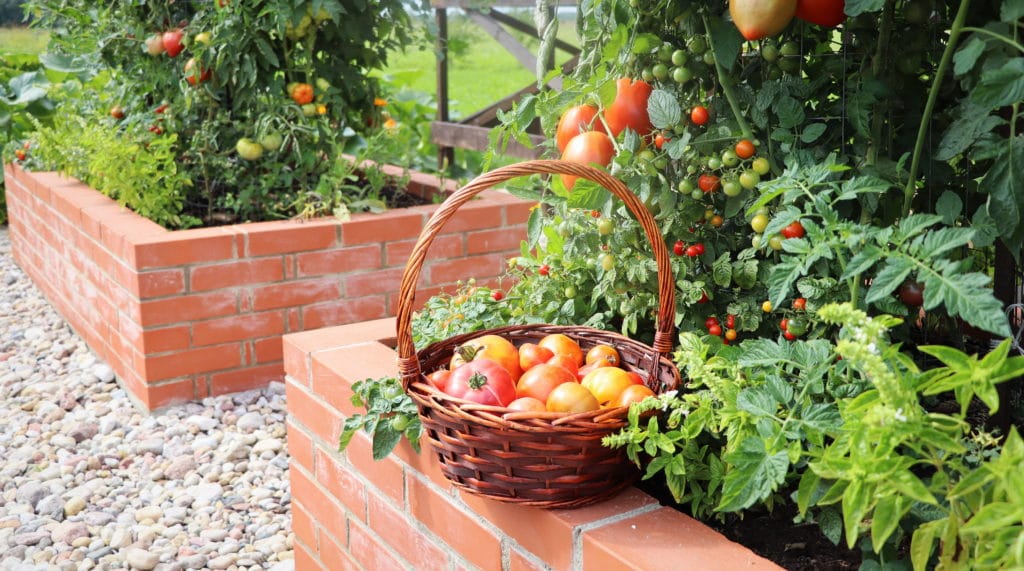 tomatoes in raised beds