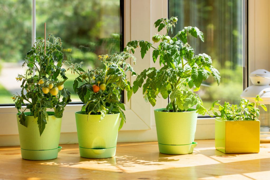 grow tomatoes in containers