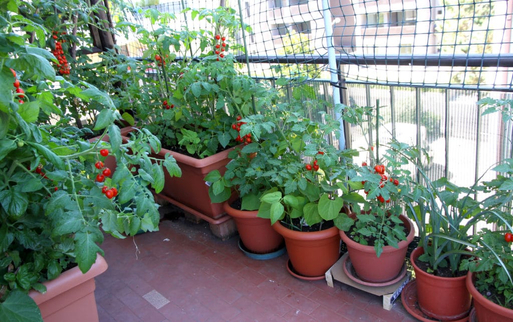 tomatoes in containers