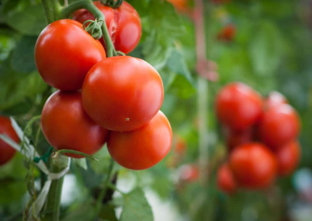 plant tomatoes spacing